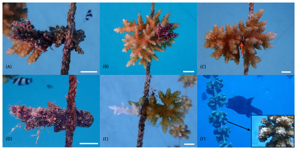 Categories for coral fragment assessment.