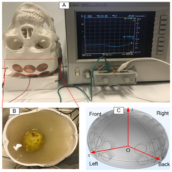 Setup of experimental skull.