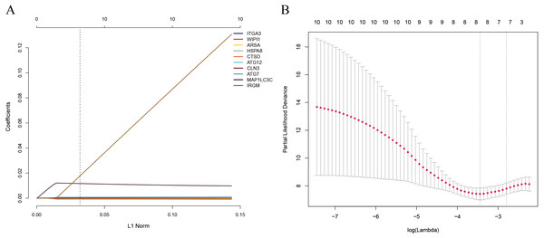 (A) LASSO coefficient profiles of the 10 survival-associated genes. (B) The tuning parameter (λ) in the LASSO model selected through a cross-validation procedure was plotted as a function of log(λ).