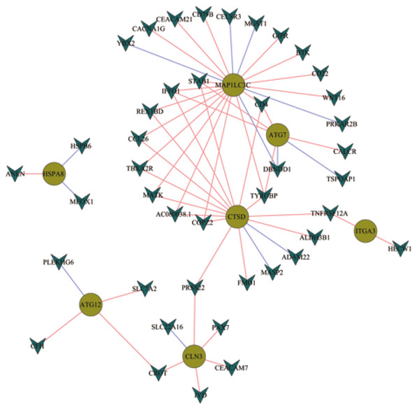  Network construction for the transcription factors and prognostic autophagy genes.