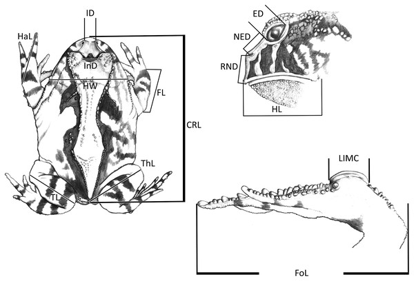 Measurements taken for the Proceratophrys cristiceps specimens (digital caliper/0.01 mm precision):
