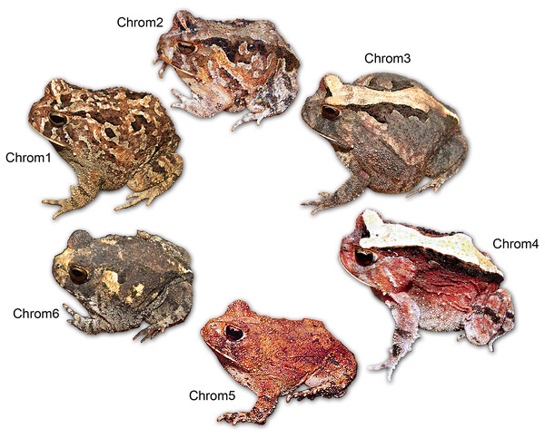 Chromatic variation in Proceratophrys cristiceps individuals.