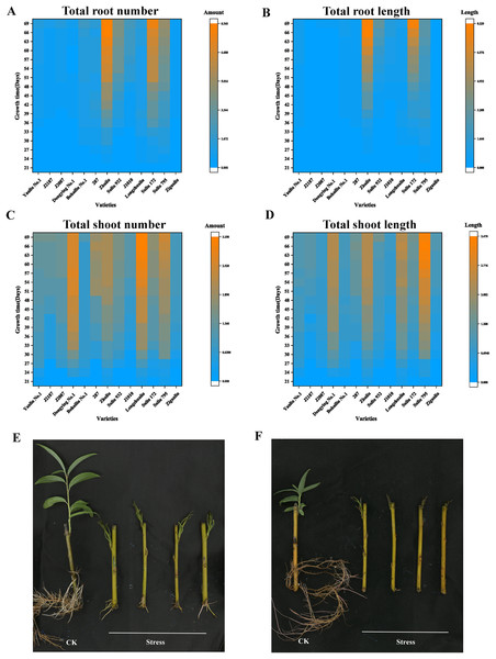 Four growth indicators of the arbor willow germplasm under submergence stress, and the phenotypes of the submergence-tolerant and submergence-sensitive varieties.