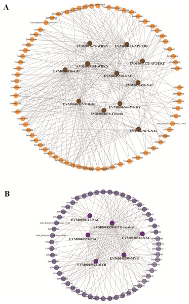 Identification of hub genes in co-expression network under submergence stress.