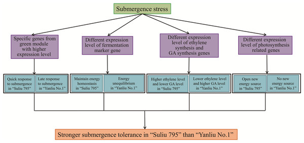 The potential mechanisms for Submergence-tolerant willow “Suliu 795” gaining a higher tolerance.