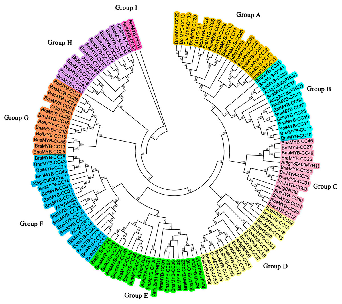 Genome-wide Evolution And Expression Analysis Of The MYB-CC Gene Family ...