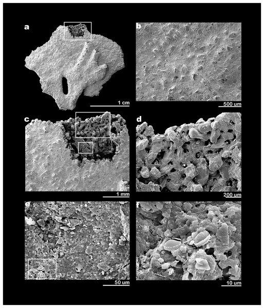 SEM electron micrographs of Jullienella foetida.