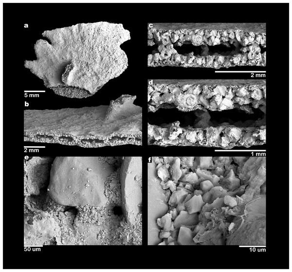 Scanning electron micrographs of Jullienella foetida.