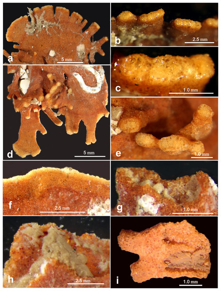 Light microscope images of “apertural” features.