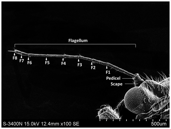 The whole view of antennal segments of Bactericera gobica.