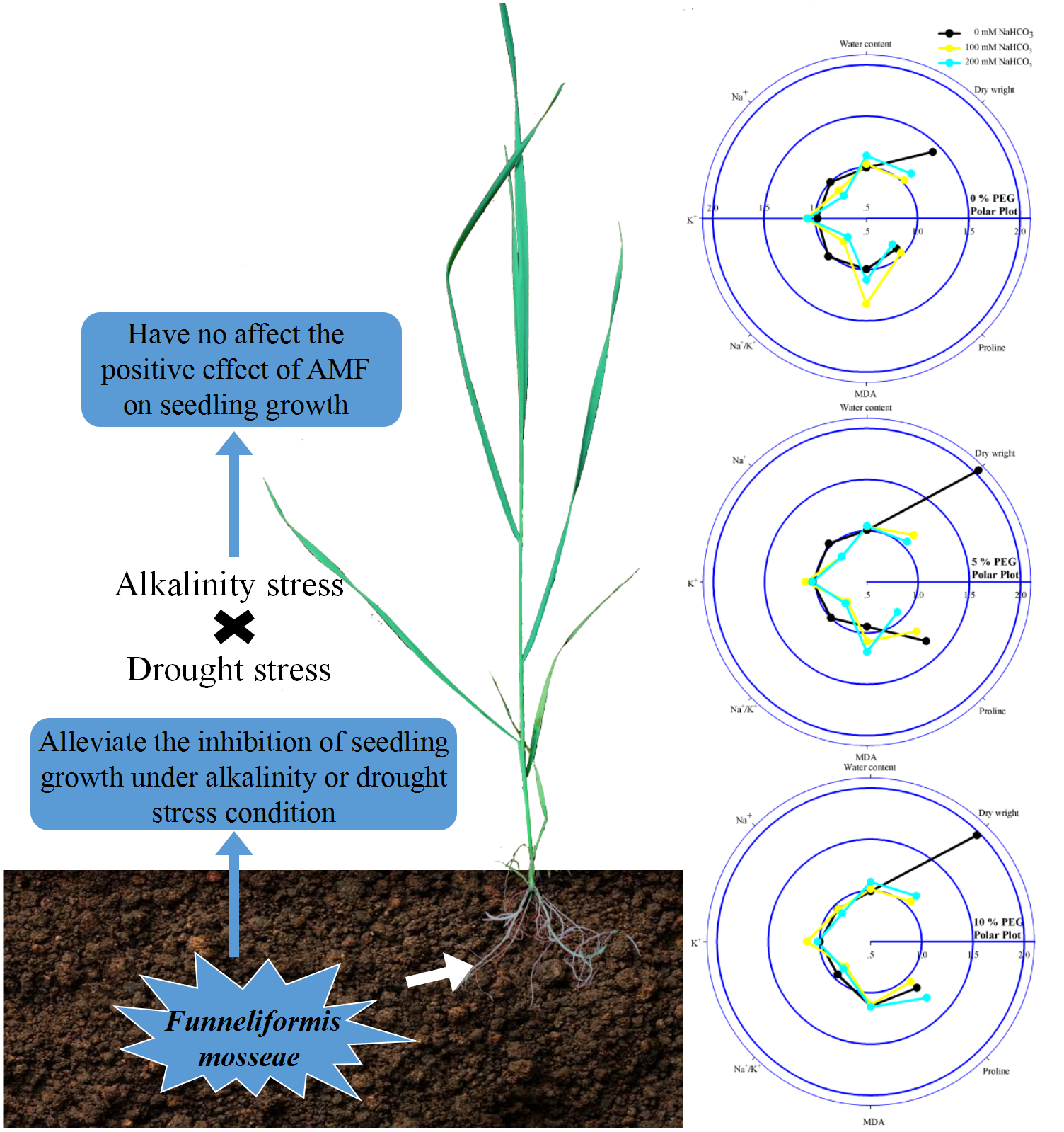 Arbuscular mycorrhizal fungi improve the growth and performance in 
