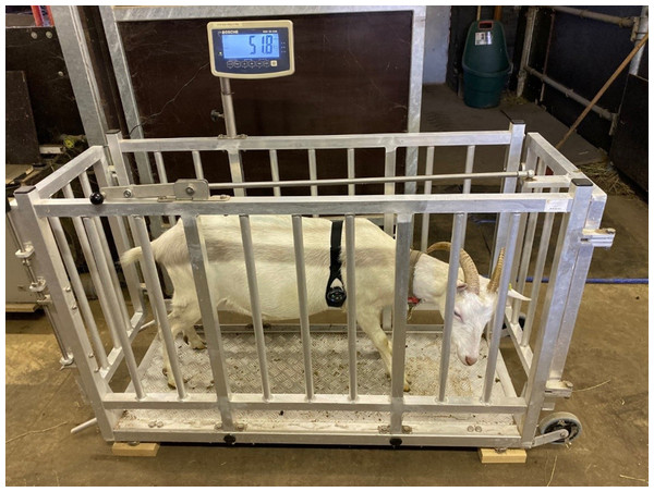 Picture of a dairy goat standing on the scale and wearing the harness used to record cardiac measures.