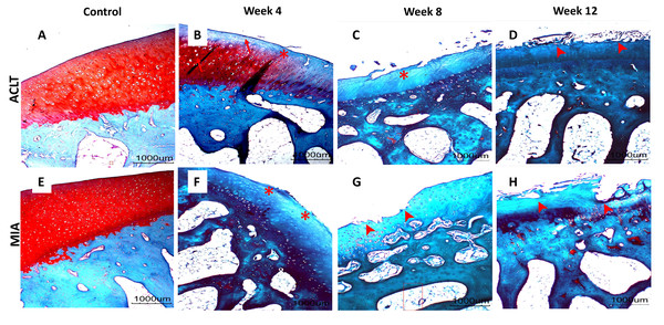 Representative histology images of femoral articular cartilage.