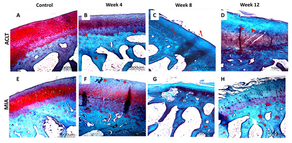 Representative histology images of tibial articular cartilage (A–D) surgically induced group. (E–H) chemically induced group. Safranin-O/fast green stained with 20x magnification.