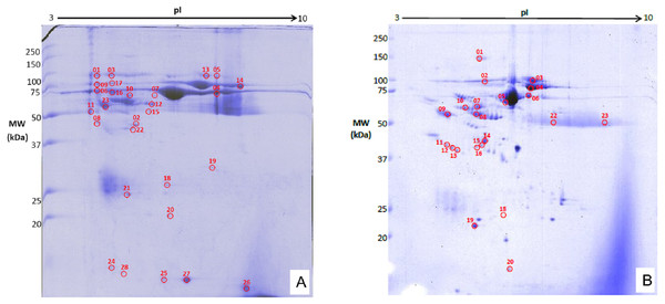 Representative 2DGE (pI 3-10) image for rabbit synovial fluid in (A) surgically induced group and (B) chemically induced group after staining with colloidal Coomassie stain.
