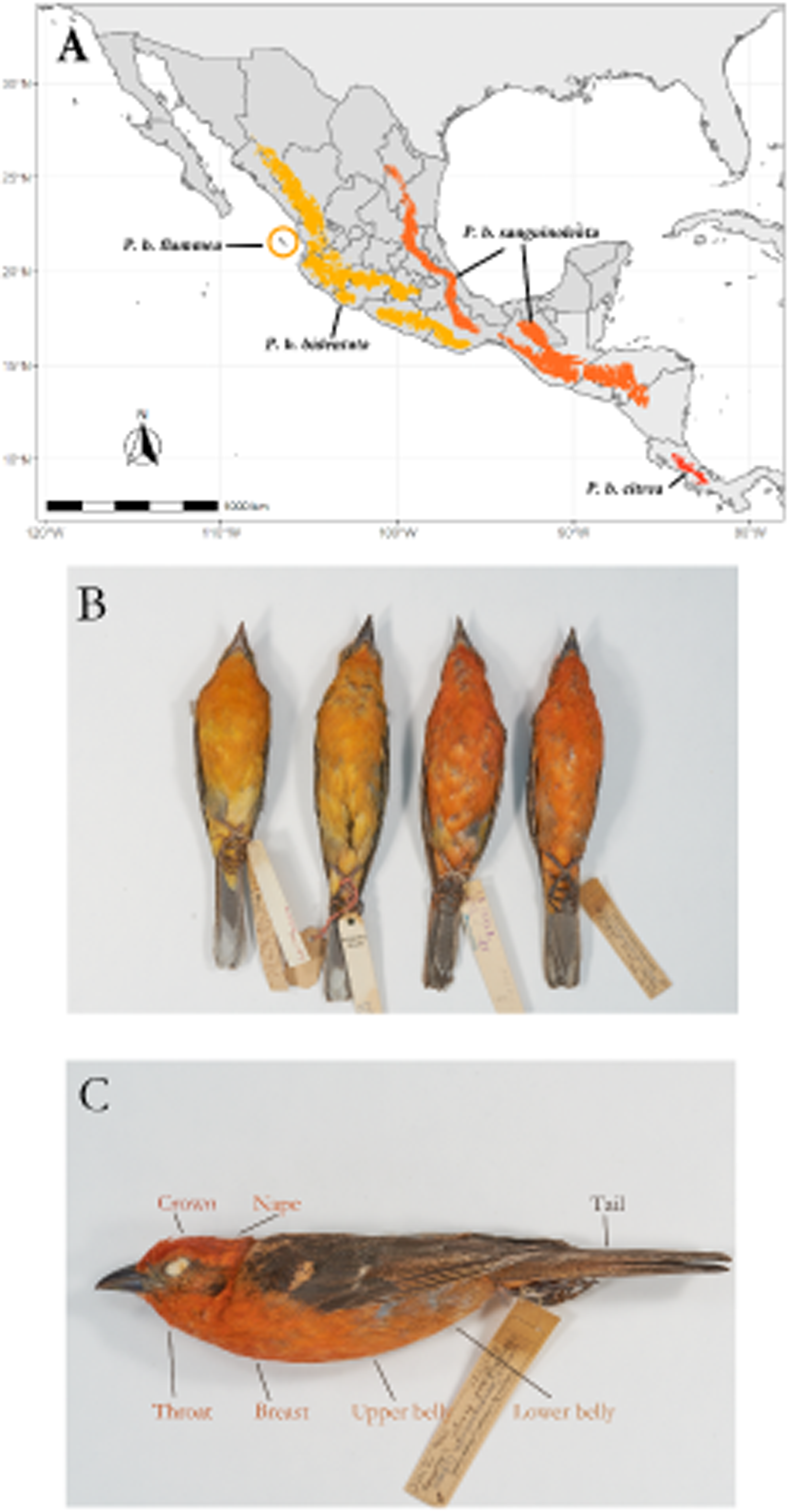 Drivers of phenotypic divergence in a Mesoamerican highland bird PeerJ