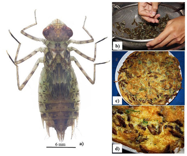(A–B) Morphology of Pantala sp. (Libellulidae) nymph; (C–D) deep fried chicken egg with nymph, a popular northern Thai meal.