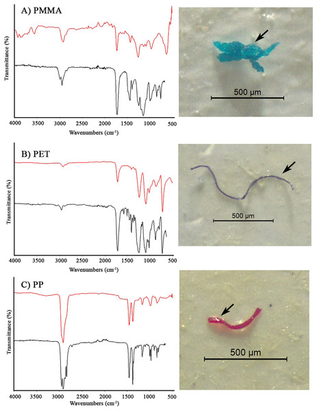 FTIR spectra of representative MP polymers.