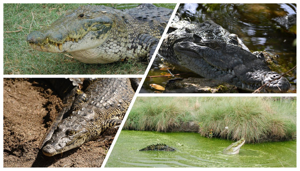 A selection of individuals of Morelet’s crocodile (Crocodylus moreletii) from the study area in Calakmul Biosphere Reserve in Mexico.