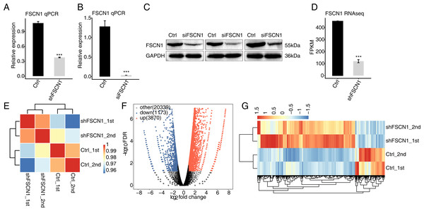 Effects of FSCN1 knockdown on the gene expression profile of HeLa cells.