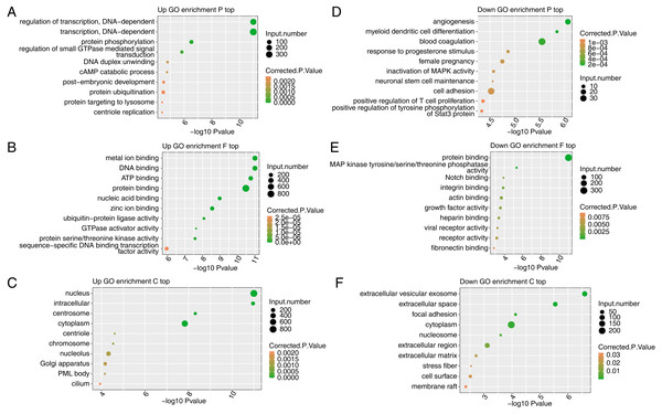 Functional analysis of DEGs after FSCN1 knockdown in HeLa cells.