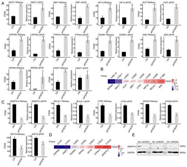 Validation of FSCN1-regulated genes in HeLa cells and cervical cancer tissues.