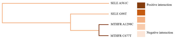 Gene-gene interaction model of MTHFR gene A1298C and C677T sites.