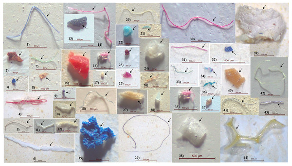 Microplastic size distribution in the gastrointestinal tract of shrimp.