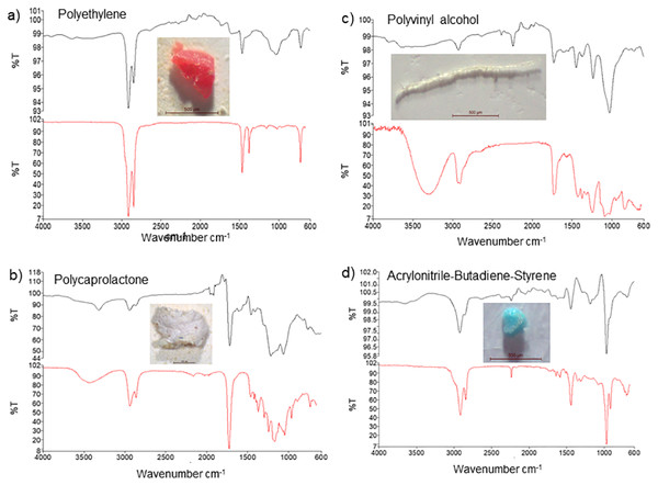 FT-IR analysis and photos of the most common forms of microplastics detected in samples ((A) polyethylene, (B) polycaprolactone, (C) polyvinyl alcohol, (D) acrylonitrile-butadiene-styrene).