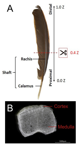The external and internal structure of the feather shaft of a bird.
