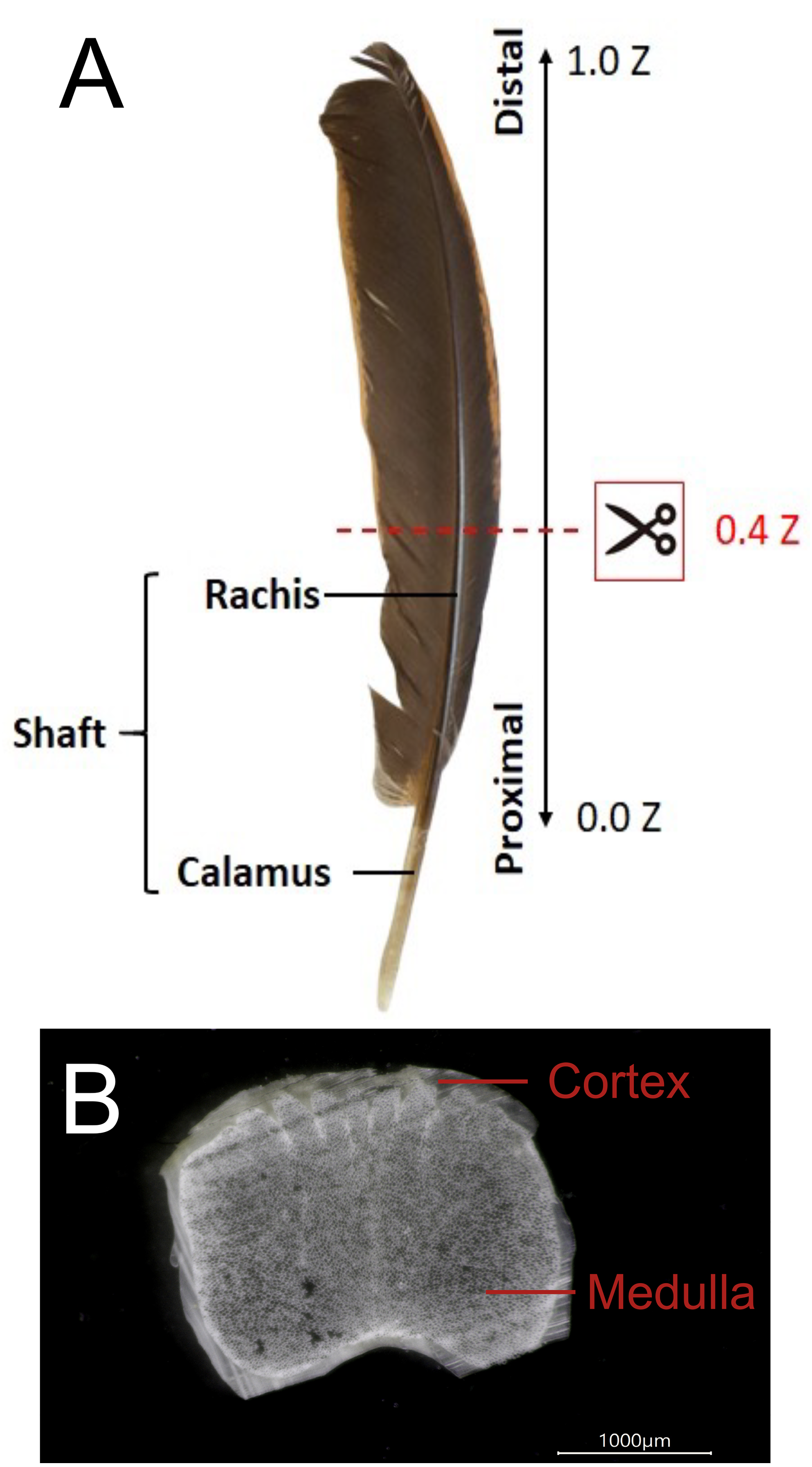 Spatially modulated structural colour in bird feathers