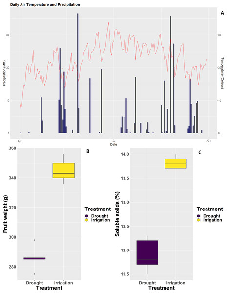 Weather conditions at the experimental site and impact of irrigation treatments on fruit weight and physiology.