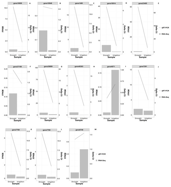 RNAseq and qRT-PCR validation results of differential gene expression under drought and irrigation.