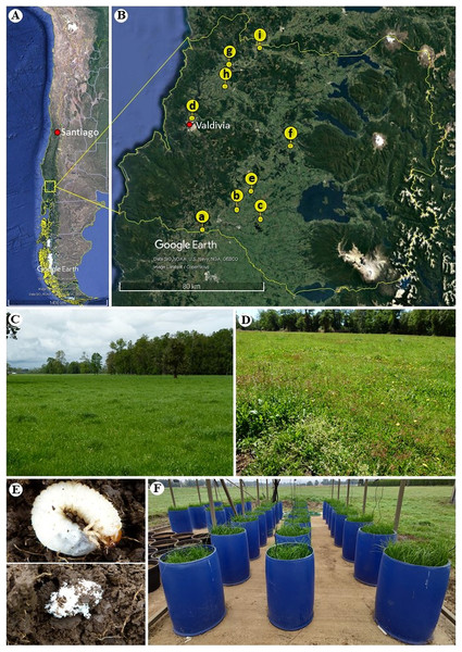 Geographic location and sampling sites of ryegrass (Lolium perenne) and larvae of scarabaeids in the Los Ríos region (Chile).