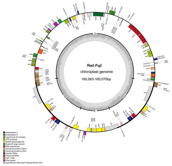 Genome map of Red Fuji chloroplast.