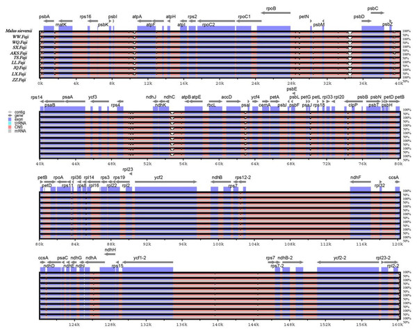 Sequence alignment of nine Red Fuji chloroplast genomes using the mVISTA software with M. sieversii as a reference.