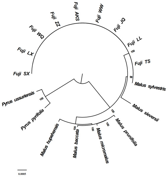 Phylogenetic tree reconstruction using maximum likelihood.