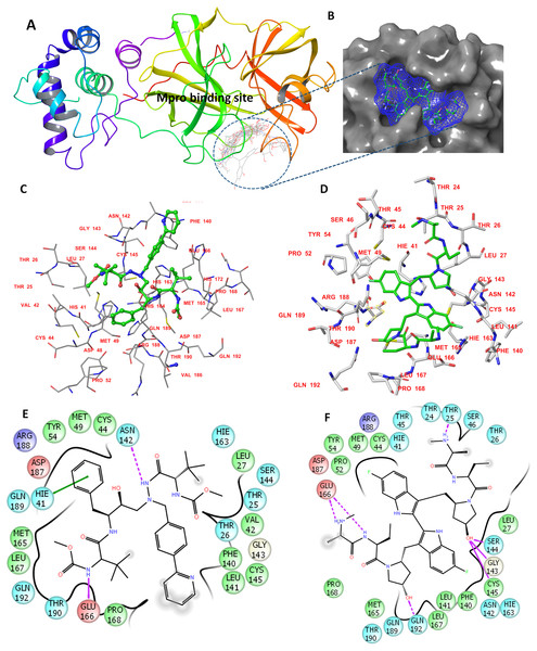 The docking site and ligands interactions with Mpro.