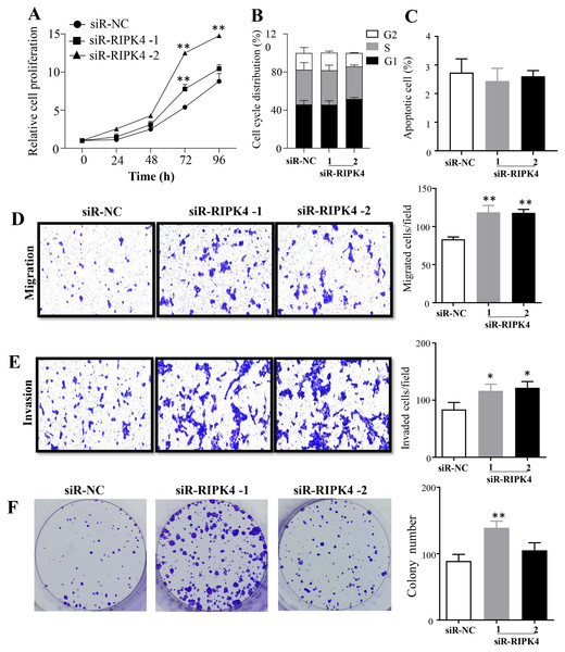 RIPK4 silencing promoted cell proliferation, migration and invasion in A431 cells.