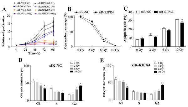 RIPK4 knockdown could not reverse the radiation resistance of A431 cells to irradiation.