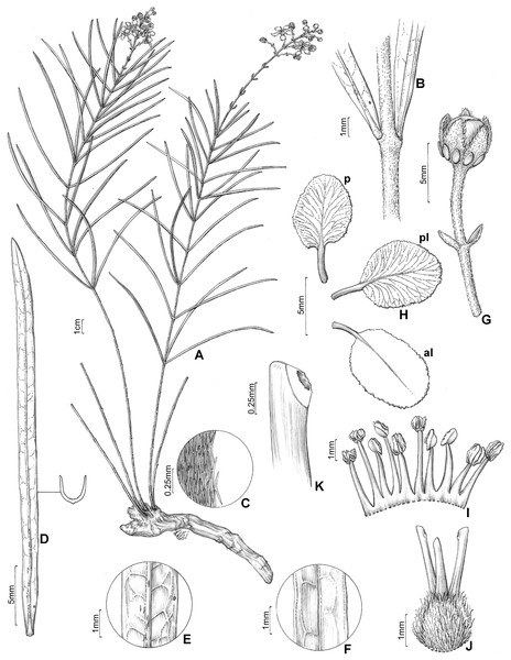 H. rosmarinifolia.