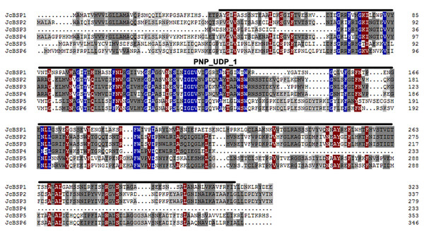 Protein sequence alignment of JcBSP family members of J. curcas.