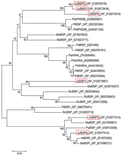 Phylogenetic tree analysis of BSP homologues.