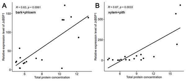 Correlation analysis between the seasonal changes in total protein concentration and JcBSP1 expression in the bark + phloem (A) and the xylem + pith (B).