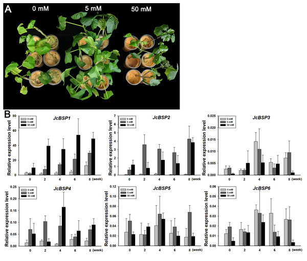 Changes in JcBSP expression in the leaves of two-month-old J. curcas seedlings treated with NH4NO3.