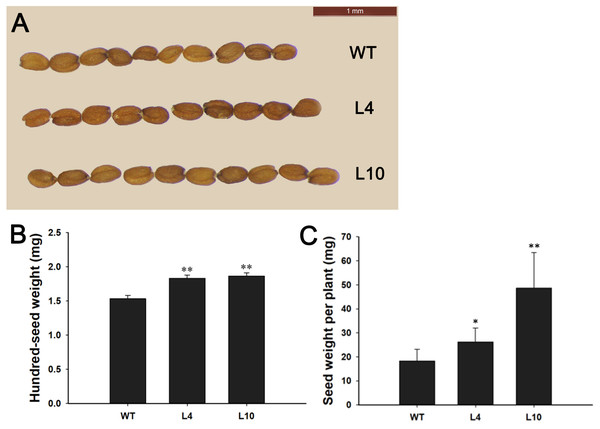 Overexpression of JcBSP1 increased the size, weight, and yield of seeds in transgenic Arabidopsis.