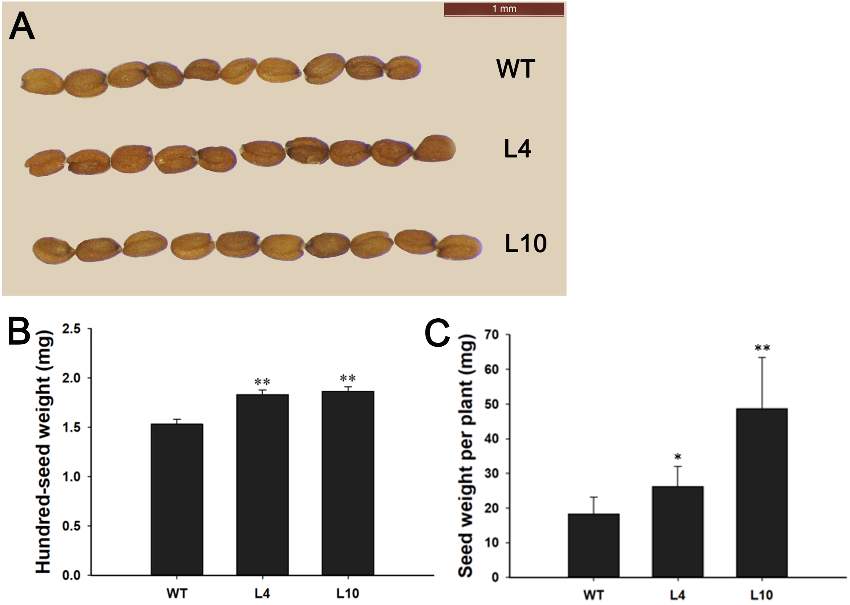 Characterization of the bark storage protein gene (JcBSP) family 
