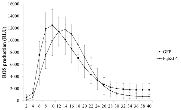 Agrobacterium tumefaciens strain GV3101 carrying PqbZIP1-GFP advanced the burst time of active oxygen induced by flg22 in Nicotiana benthamiana compared with that carrying GFP.