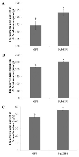 PqbZIP1 increased plant jasmonic acid (A), salicylic acid (B) and abscisic acid (C) content.