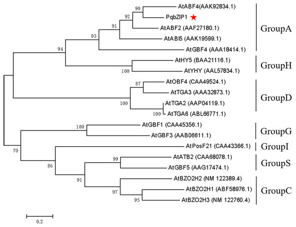 Phylogenetic tree for PqbZIP1 and its homologs from A. thaliana.